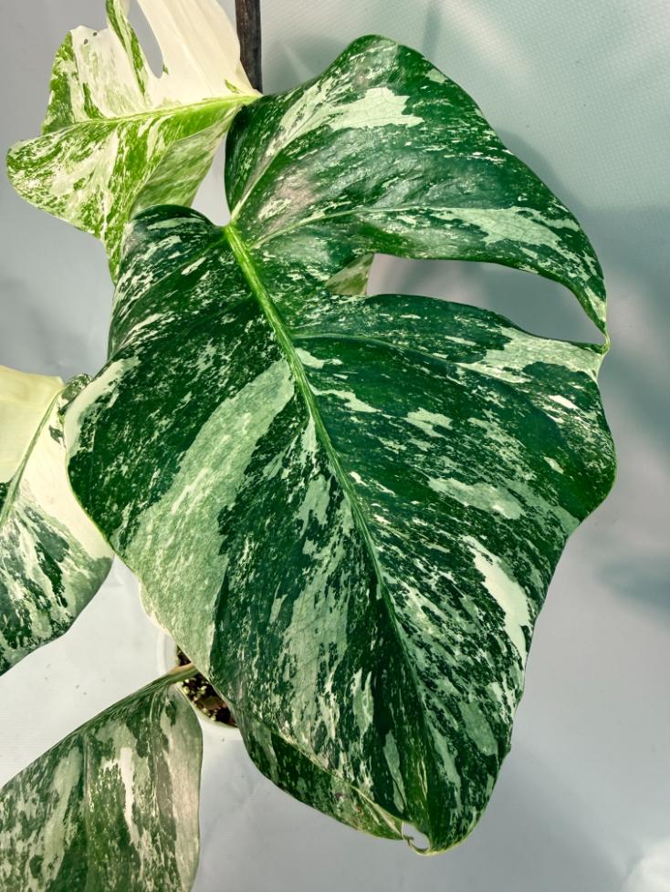 Monstera  Albo Variegata 03