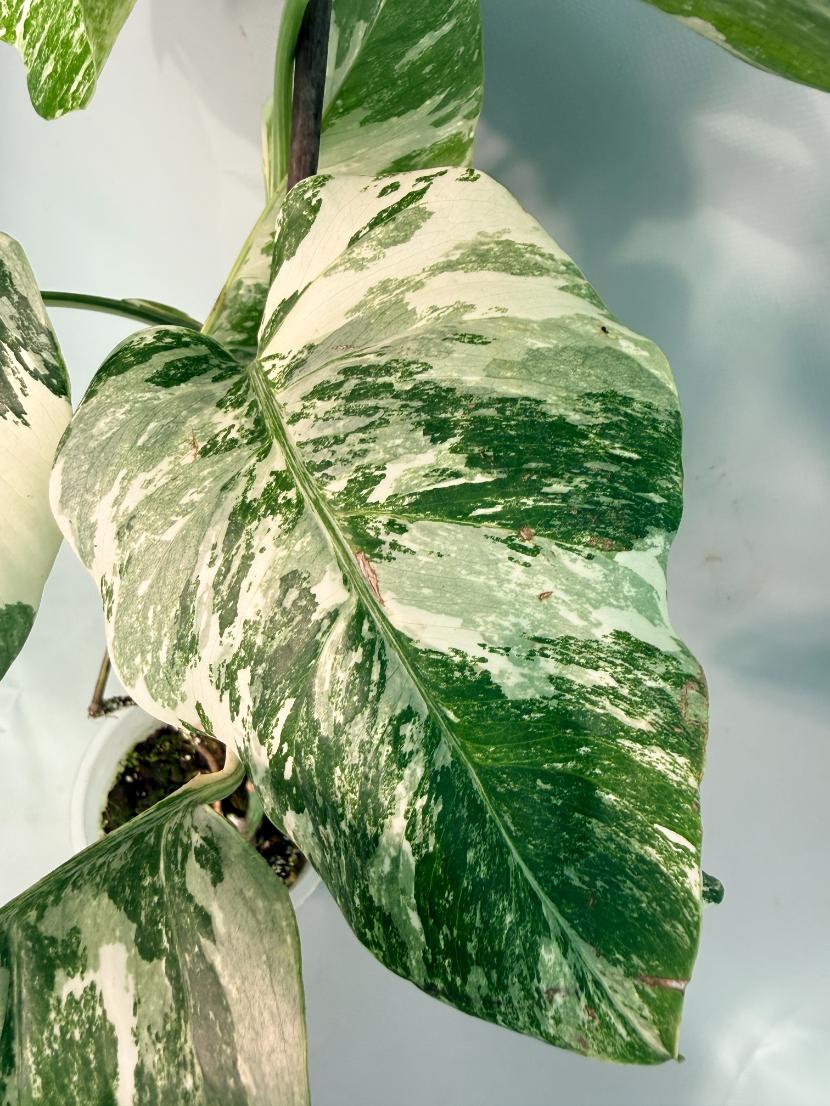 Monstera  Albo Variegata 04