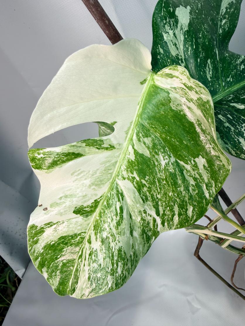 Monstera  Albo Variegata 05