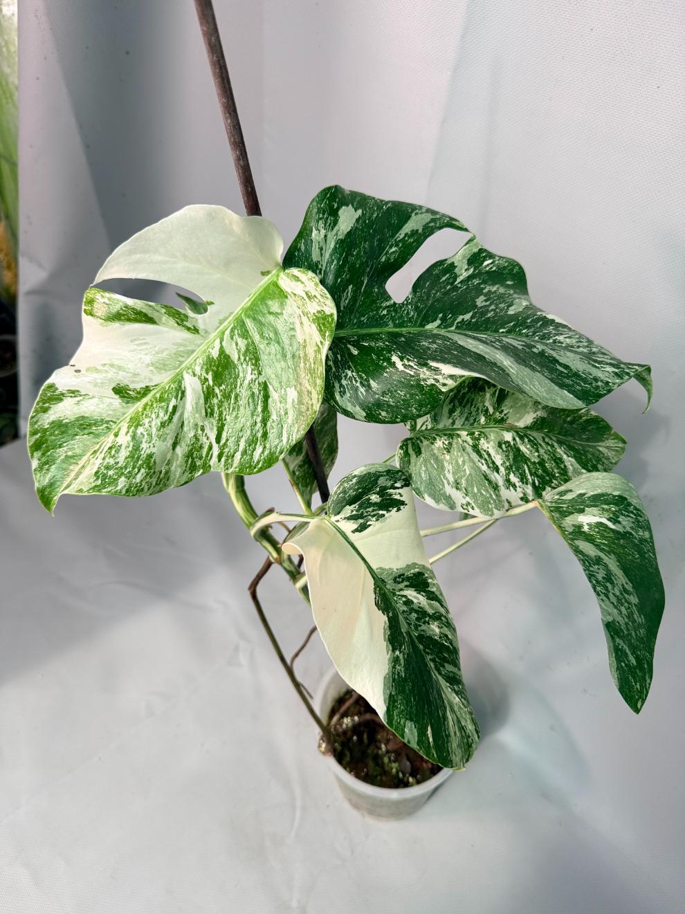 Monstera  Albo Variegata 06