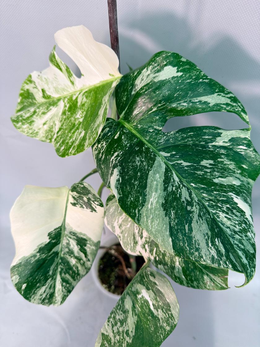 Monstera  Albo Variegata 07
