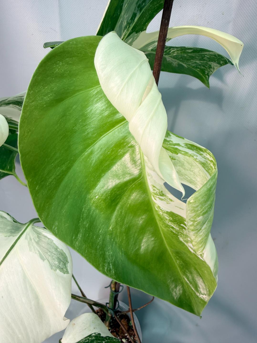 Monstera  Albo Variegata 09