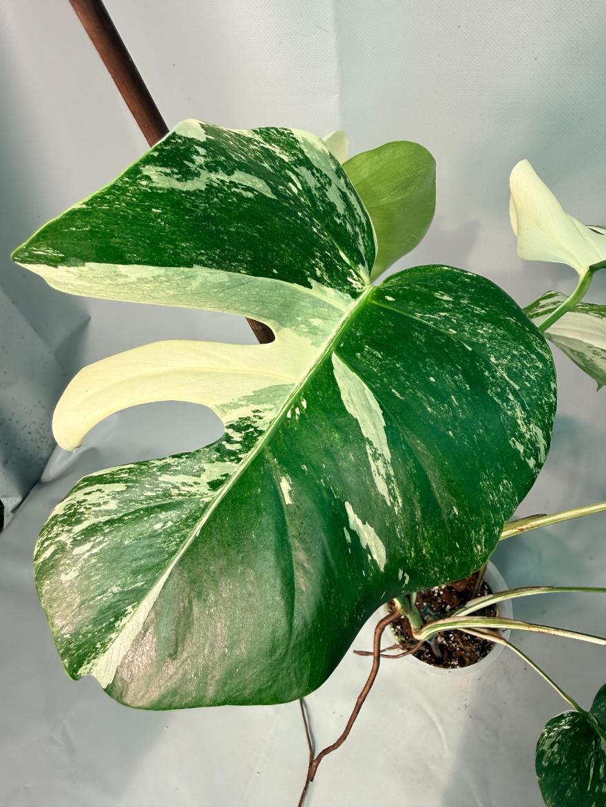 Monstera  Albo Variegata 10