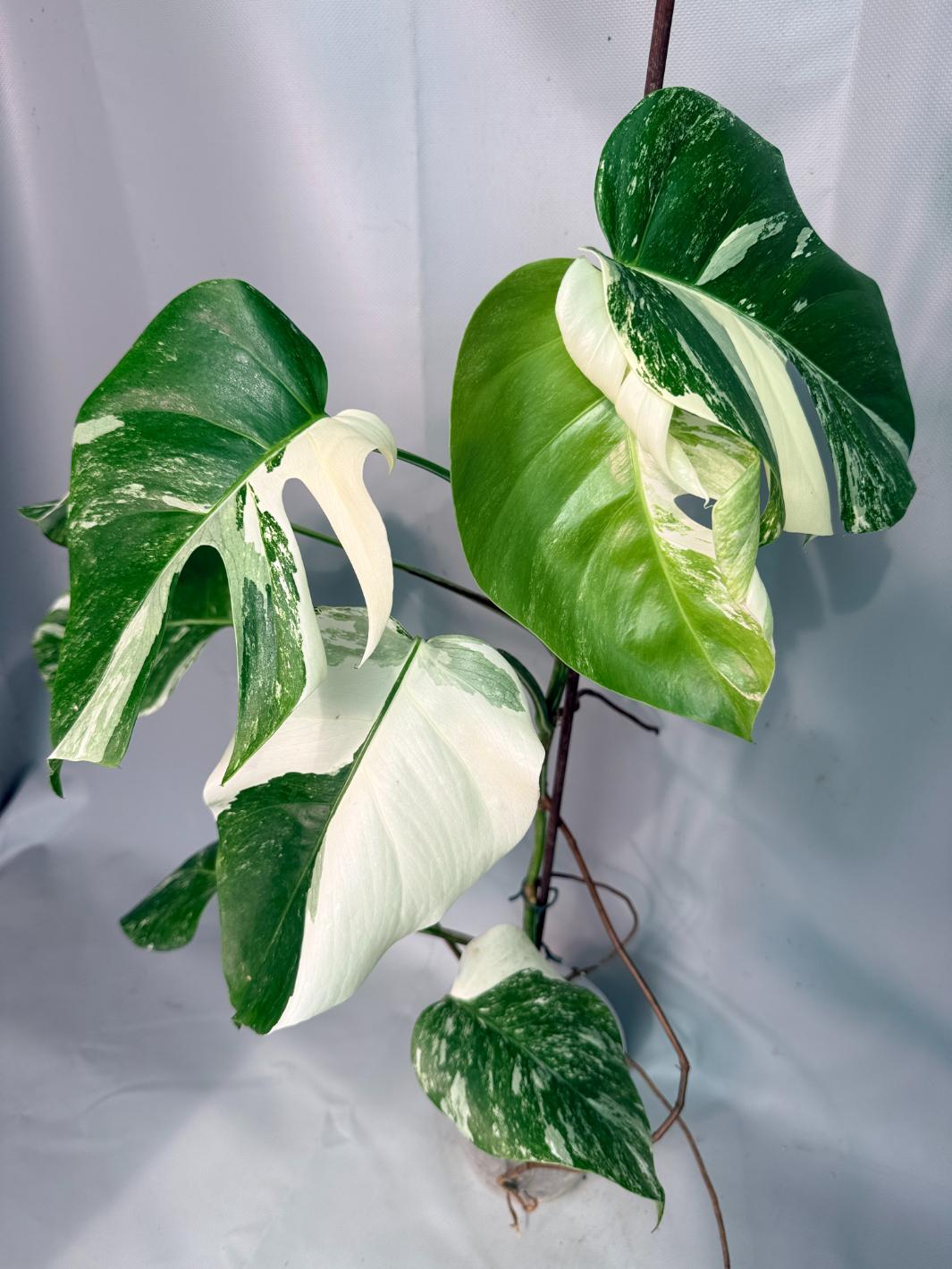 Monstera  Albo Variegata 01