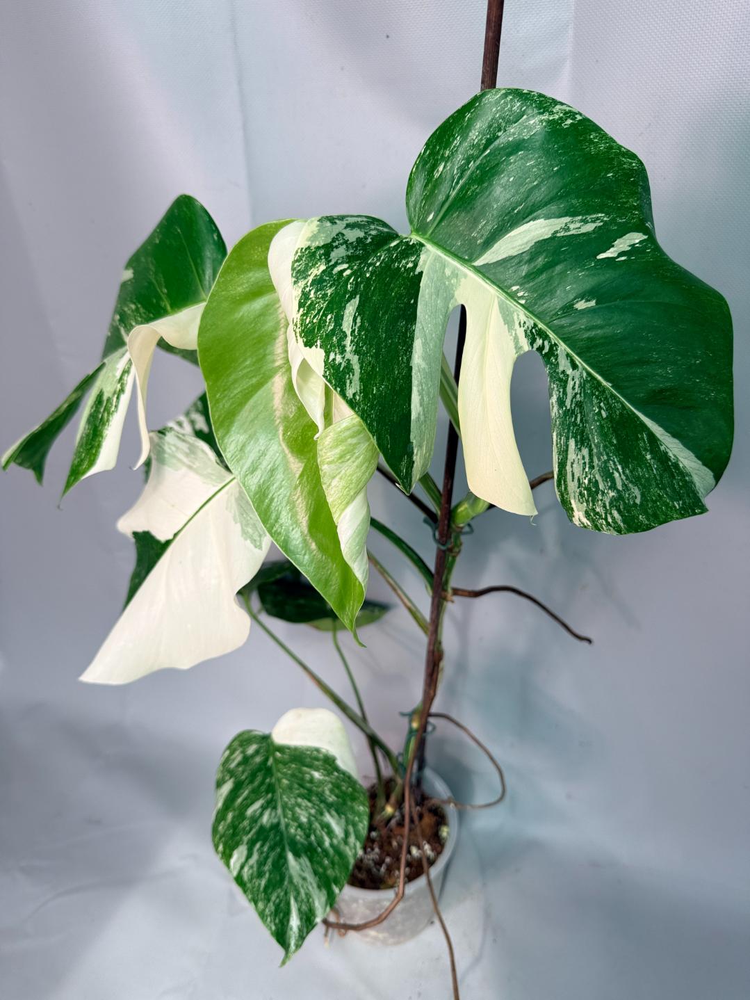 Monstera  Albo Variegata 02