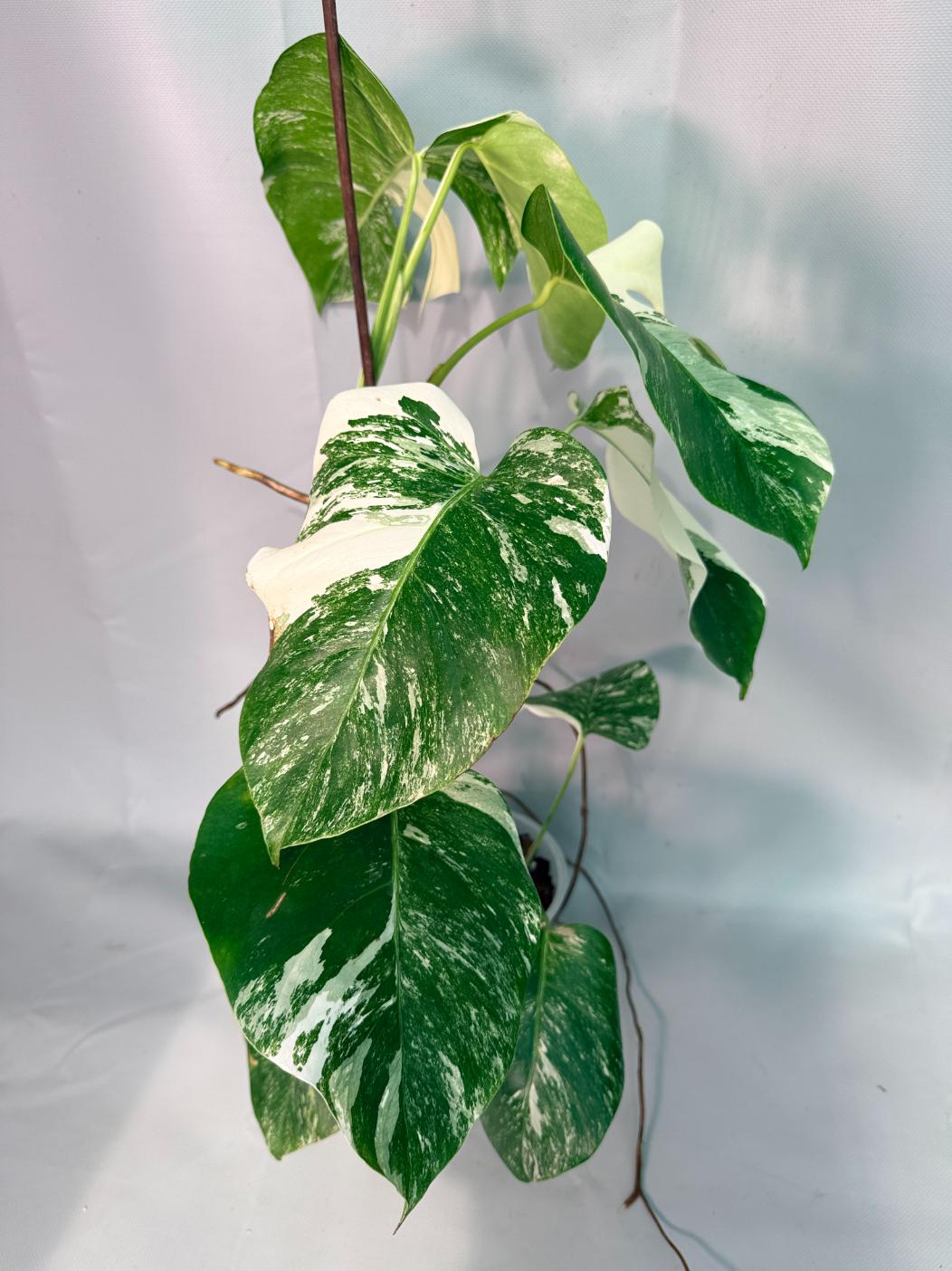 Monstera  Albo Variegata 03