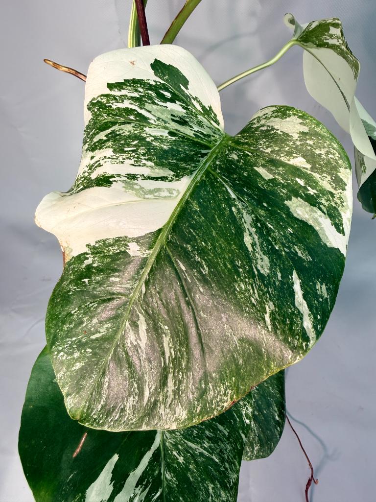 Monstera  Albo Variegata 04