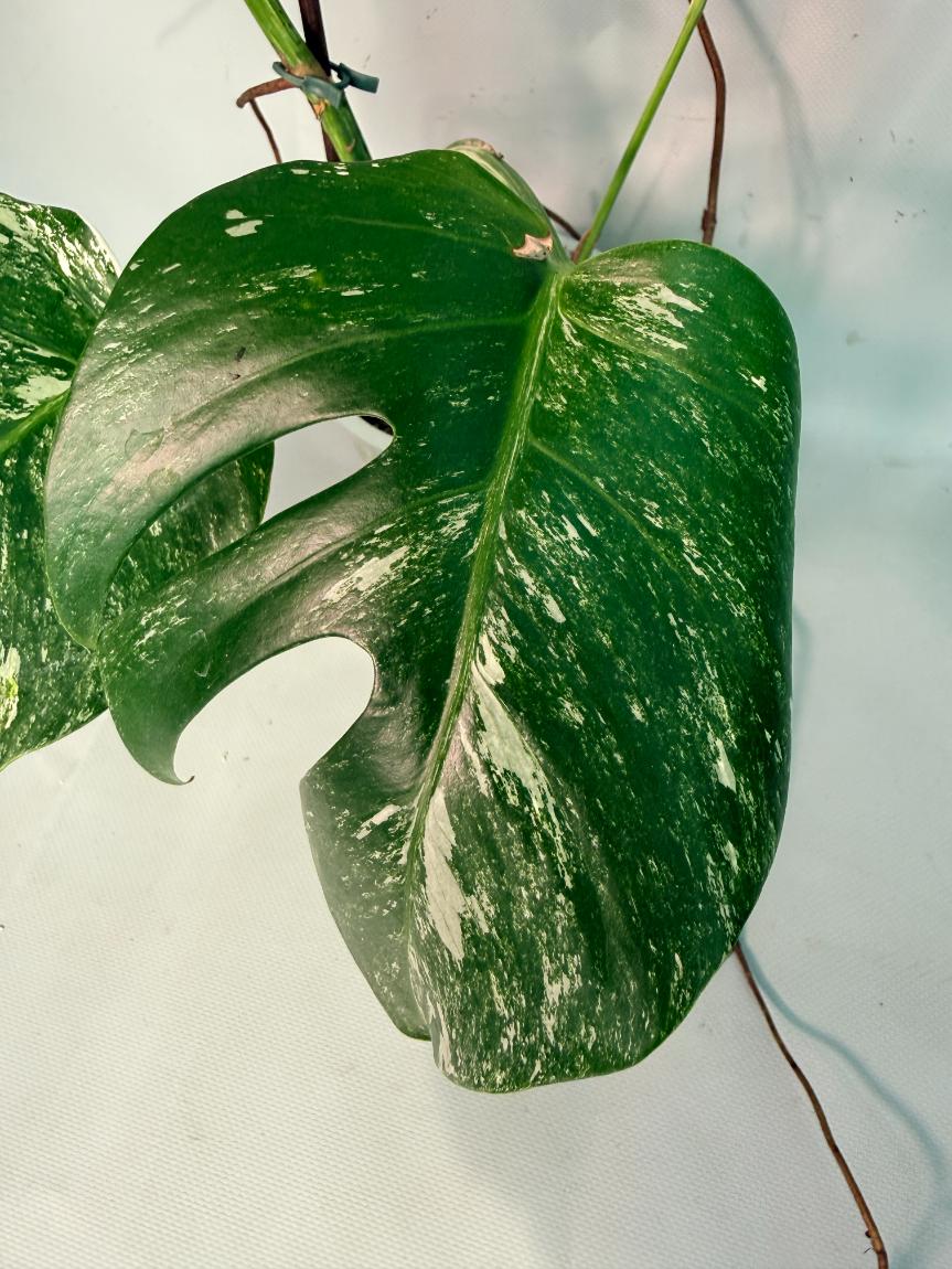 Monstera  Albo Variegata 05