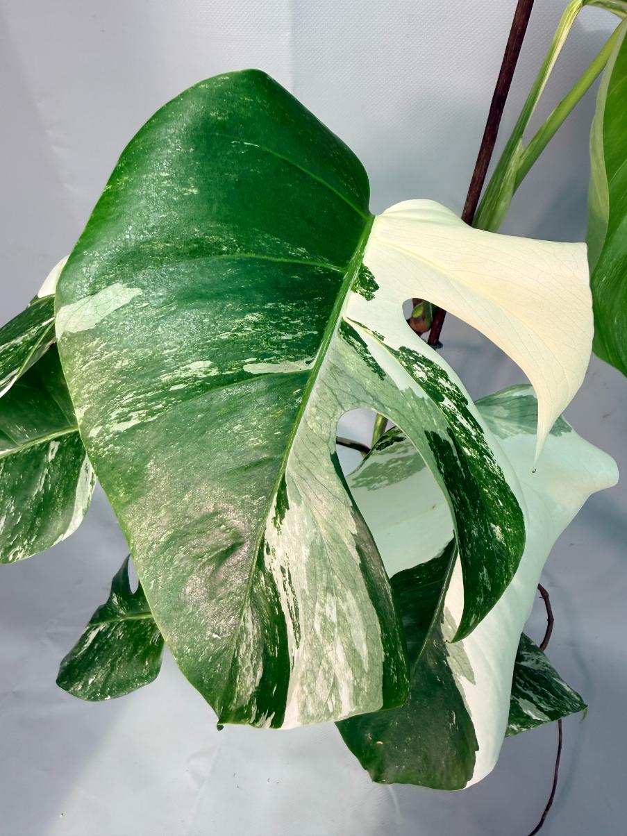 Monstera  Albo Variegata 06
