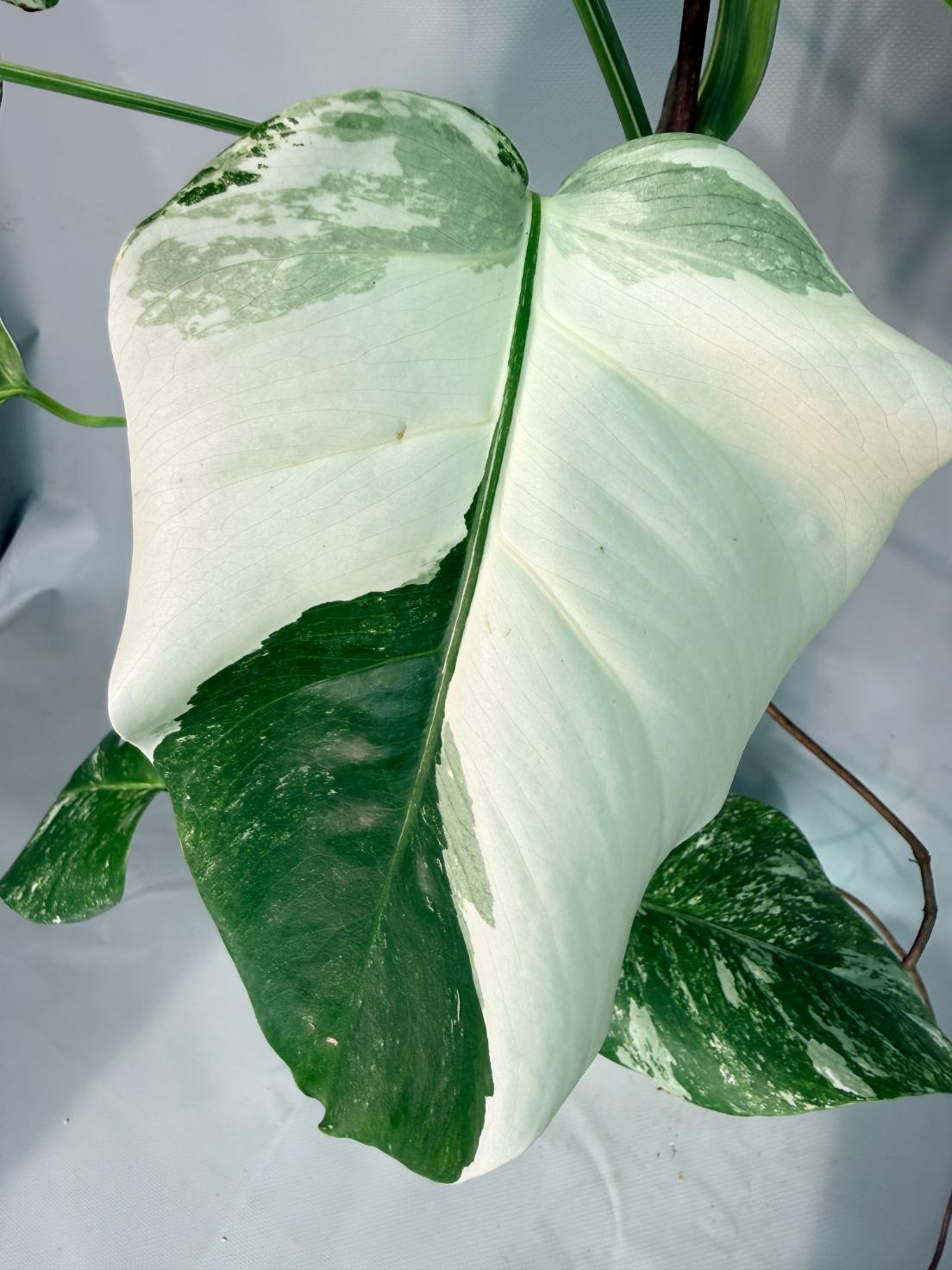 Monstera  Albo Variegata 07