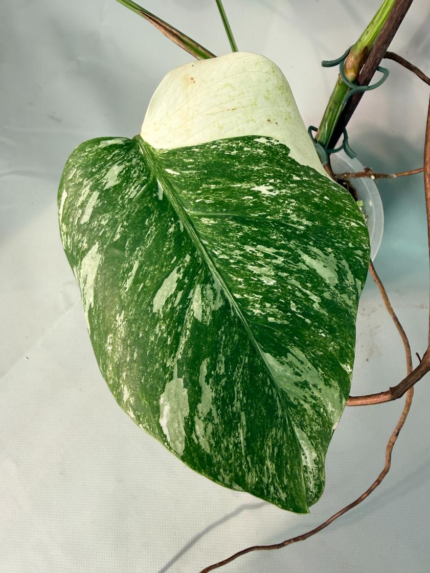 Monstera  Albo Variegata 08