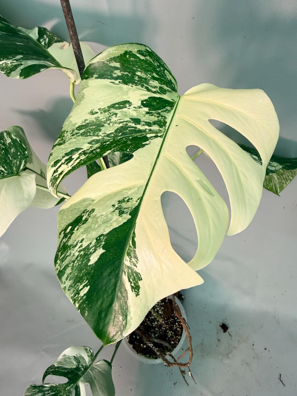 Monstera  Albo Variegata 08