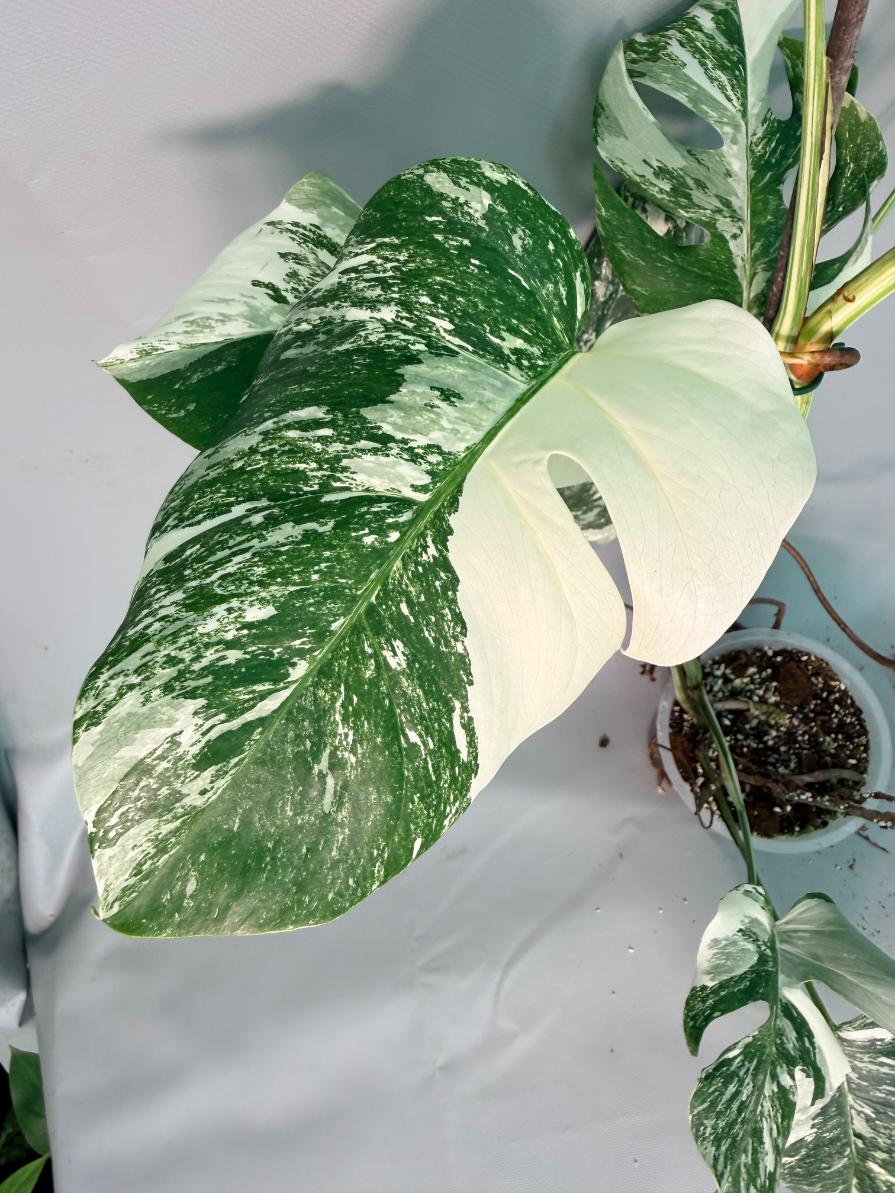 Monstera  Albo Variegata 09