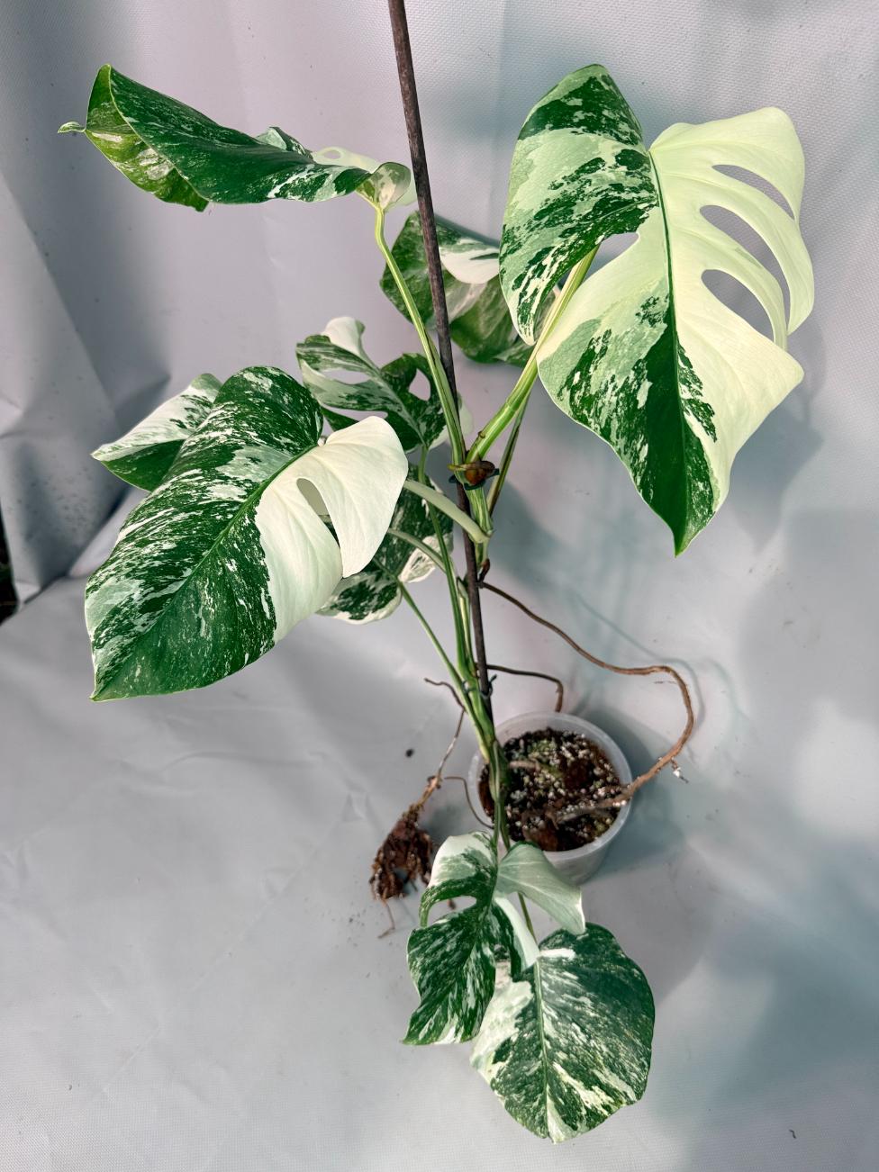 Monstera  Albo Variegata 01