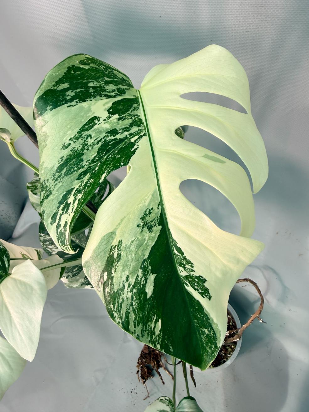 Monstera  Albo Variegata 03