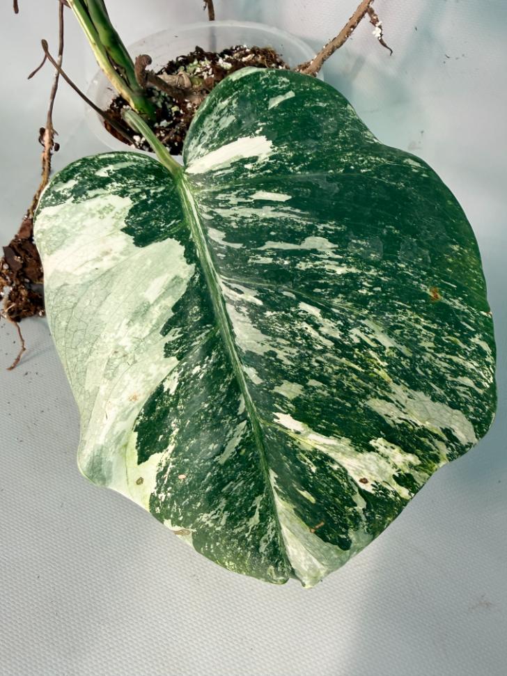Monstera  Albo Variegata 04