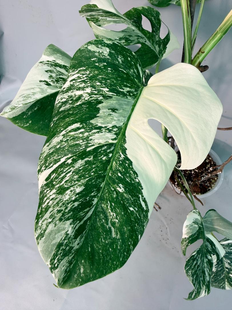 Monstera  Albo Variegata 05