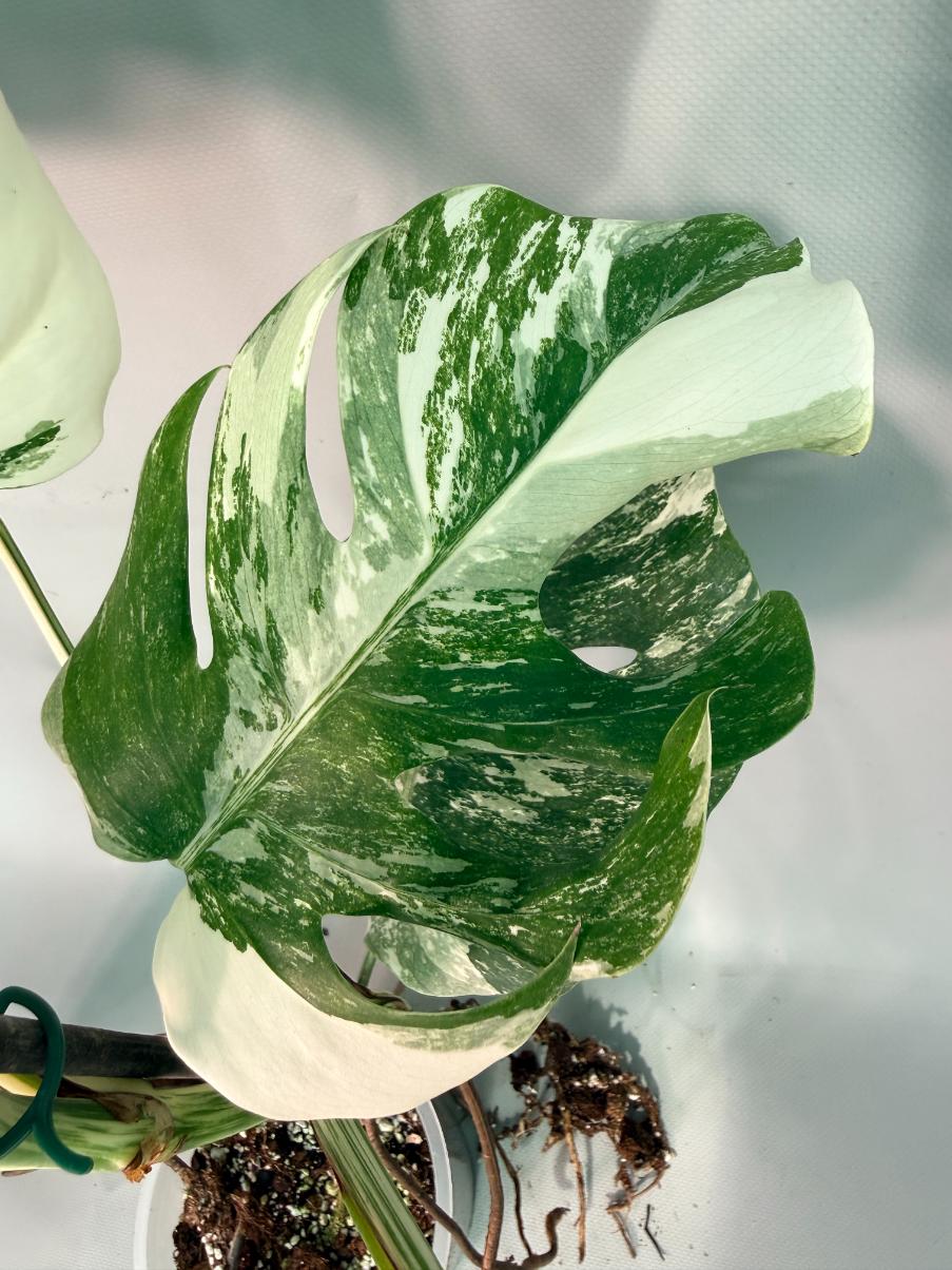 Monstera  Albo Variegata 06