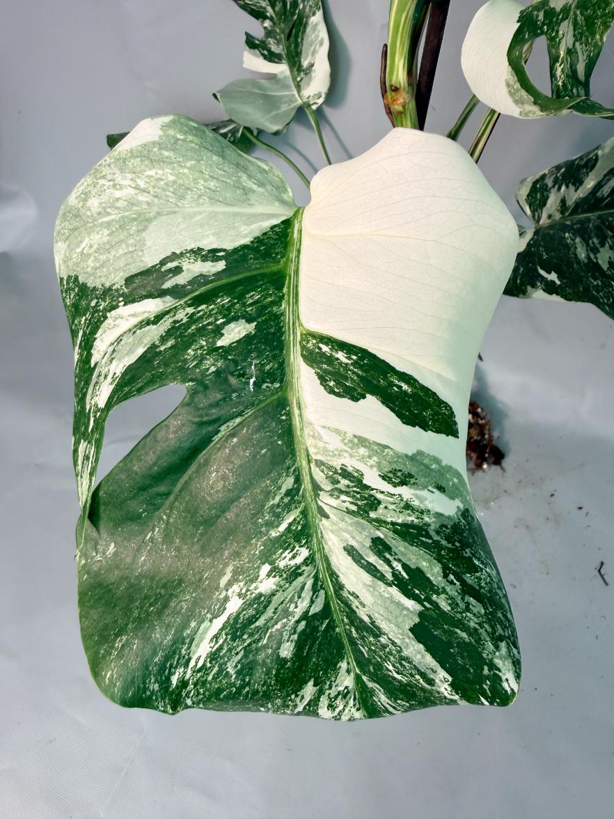 Monstera  Albo Variegata 07