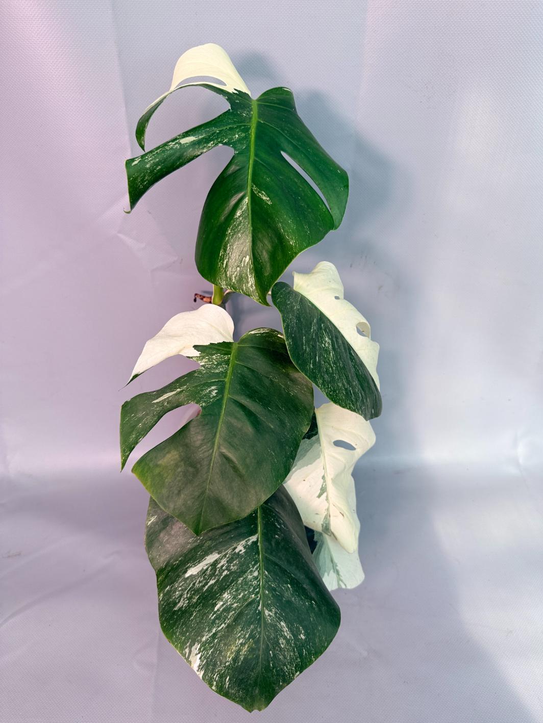 Monstera  Albo Variegata 07