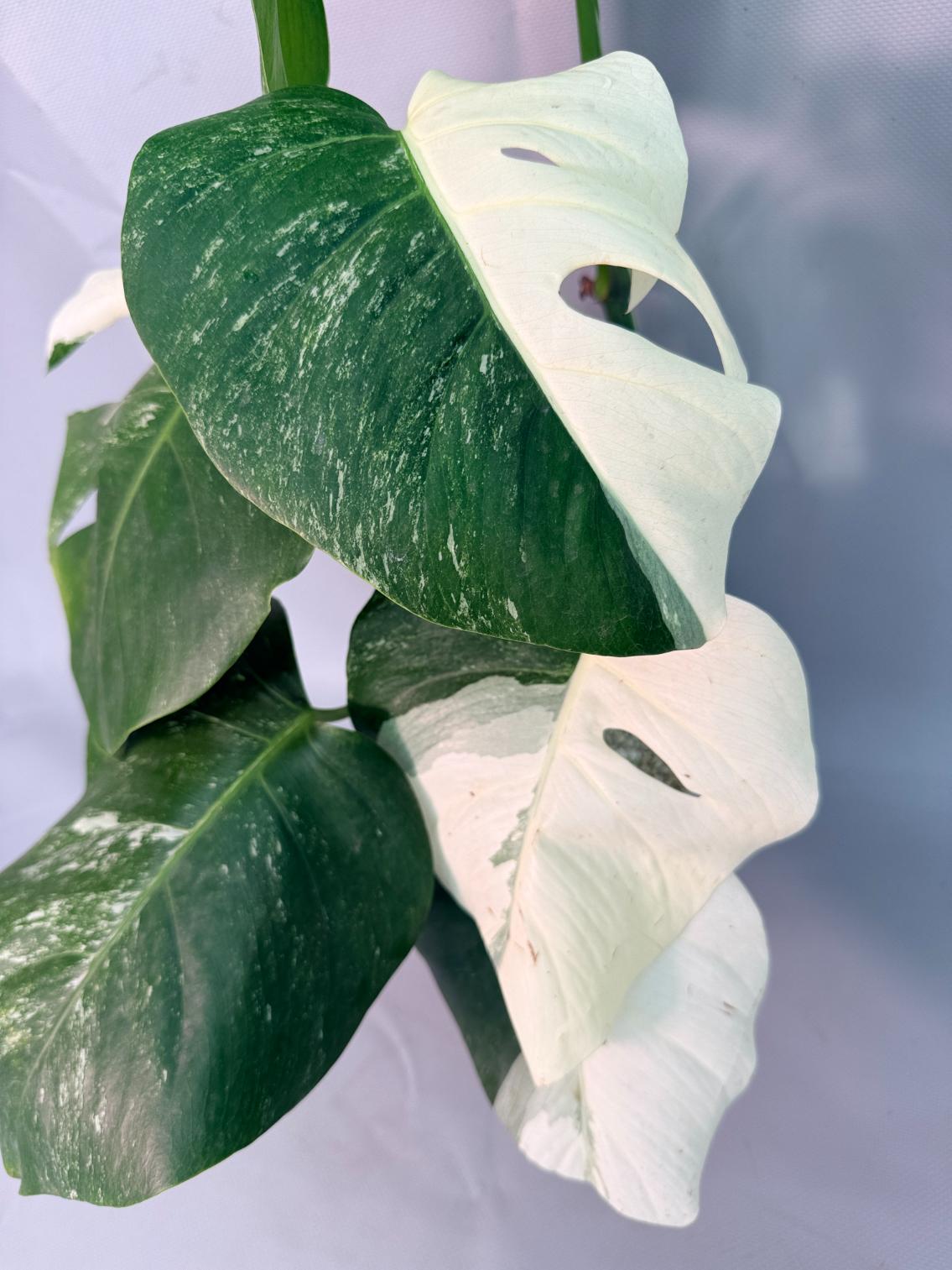 Monstera  Albo Variegata 08