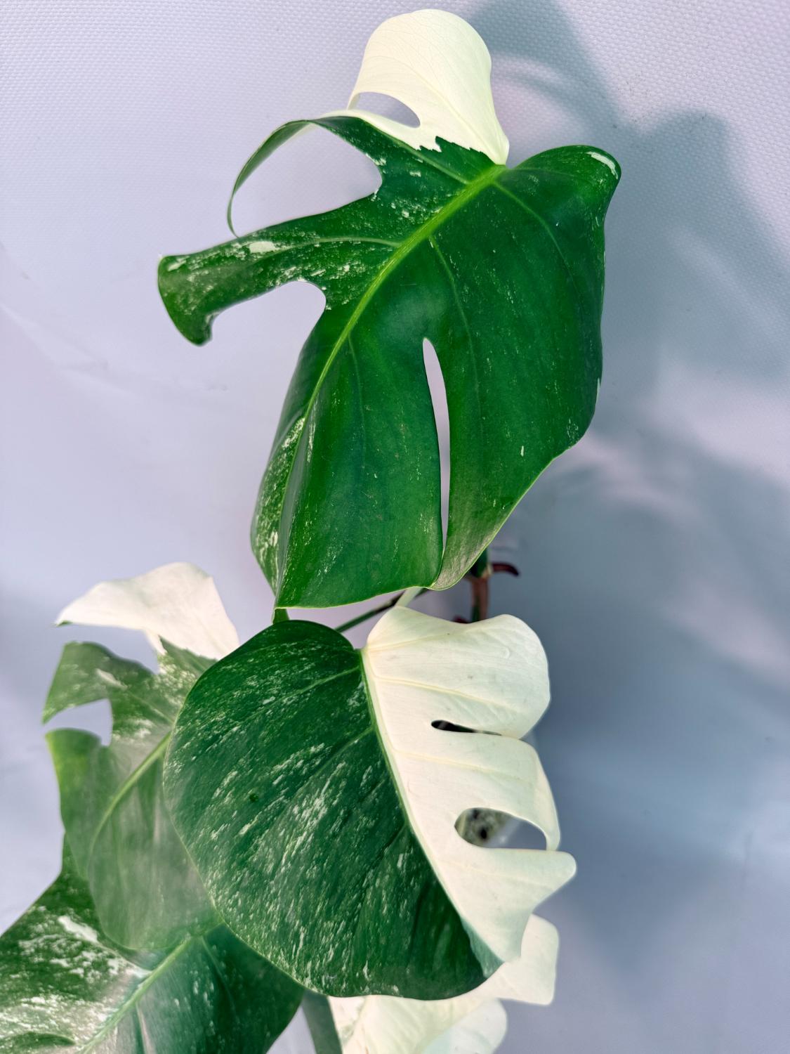Monstera  Albo Variegata 09