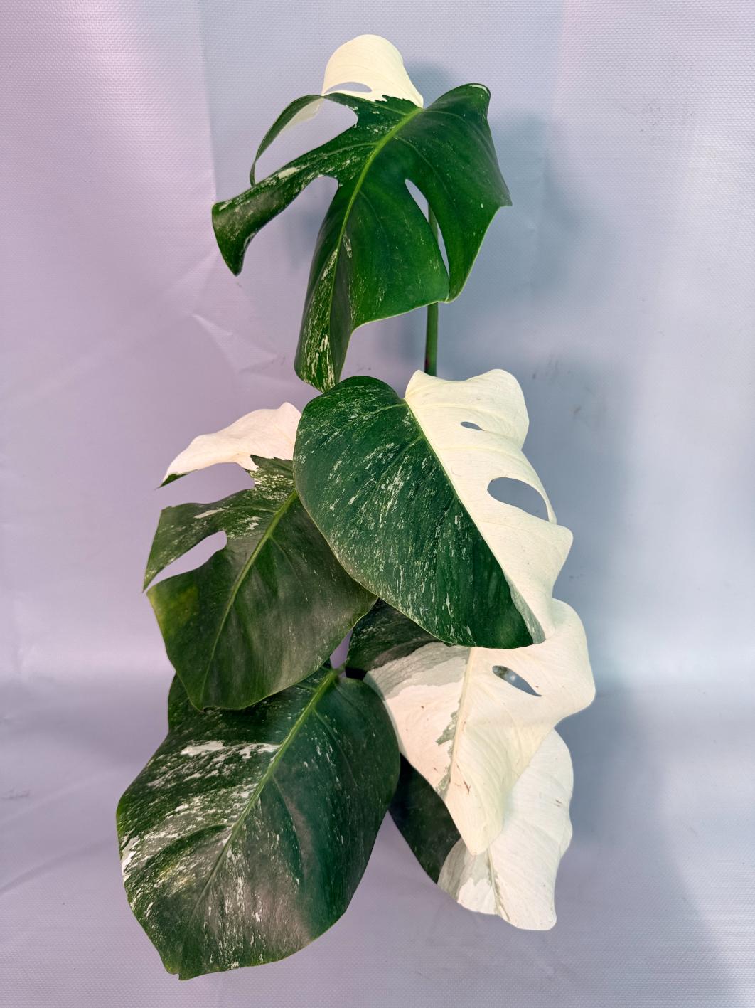 Monstera  Albo Variegata 01