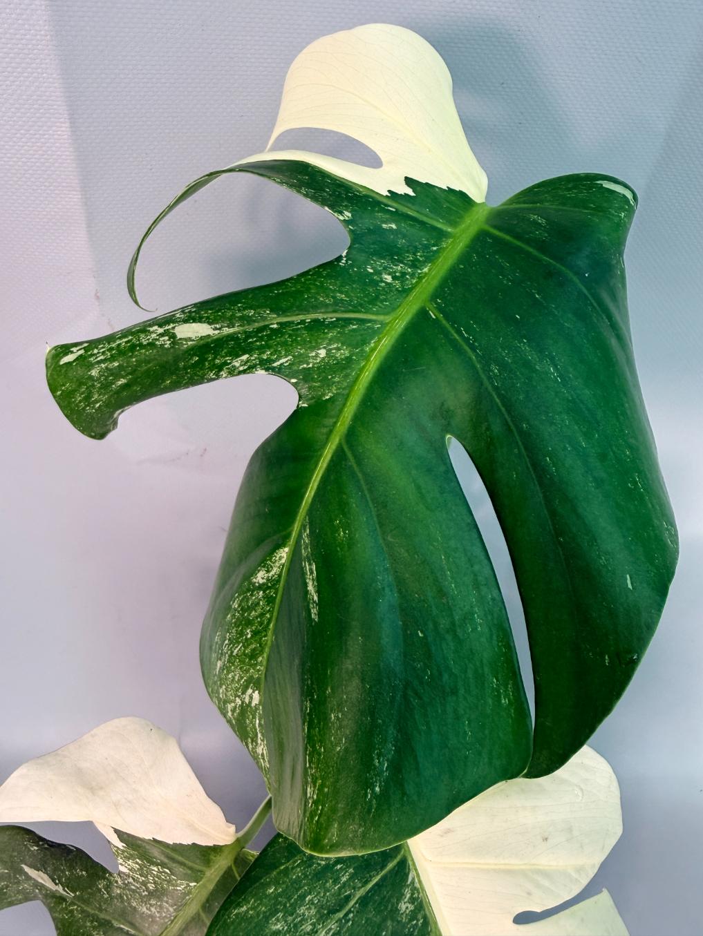 Monstera  Albo Variegata 02