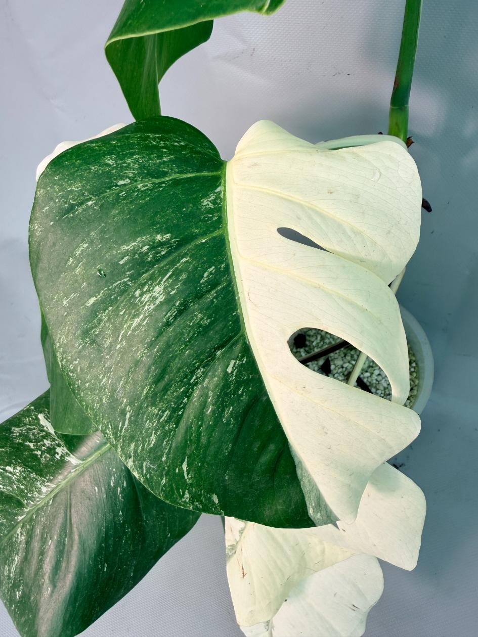 Monstera  Albo Variegata 03