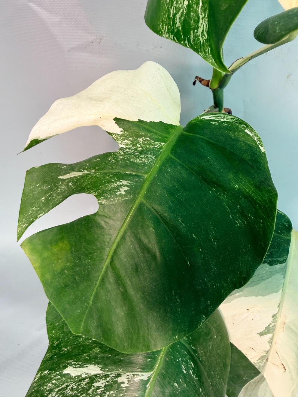 Monstera  Albo Variegata 04