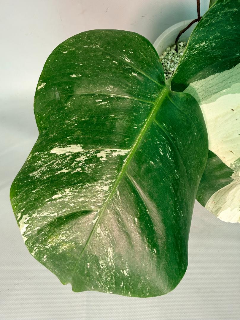 Monstera  Albo Variegata 05