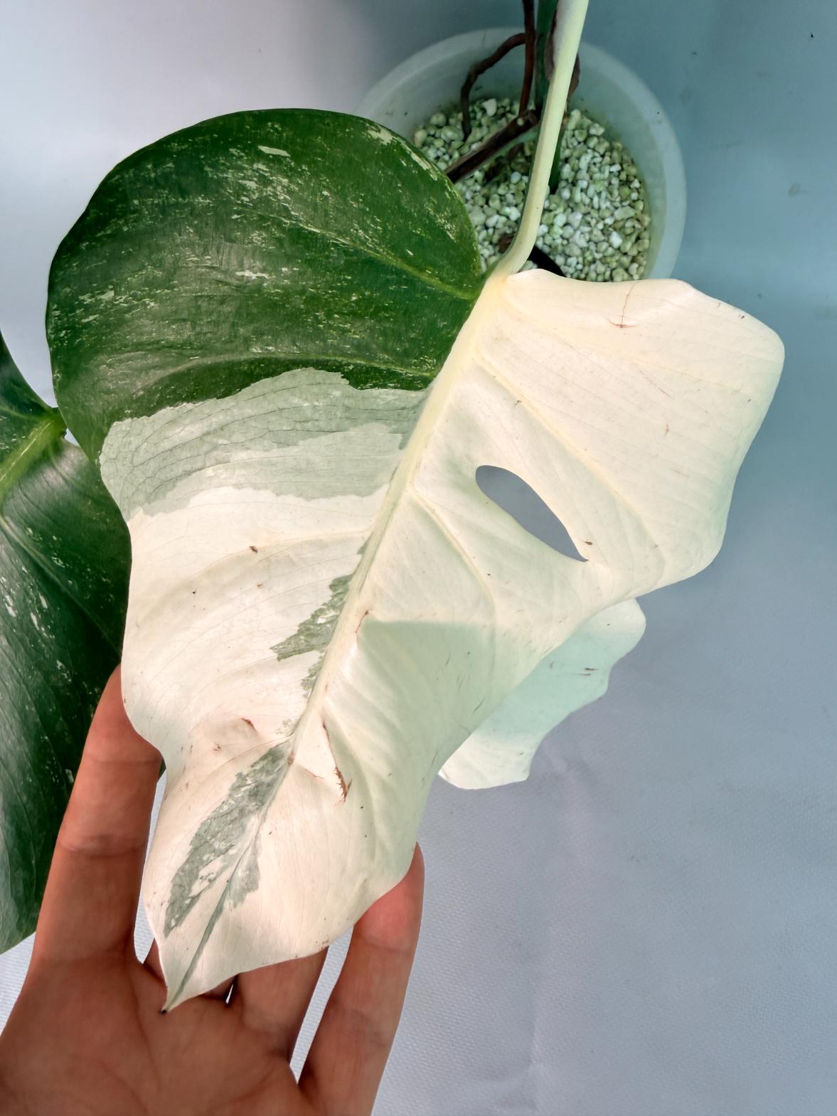 Monstera  Albo Variegata 06