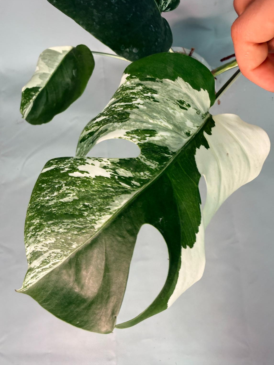 Monstera Albo Variegata 06