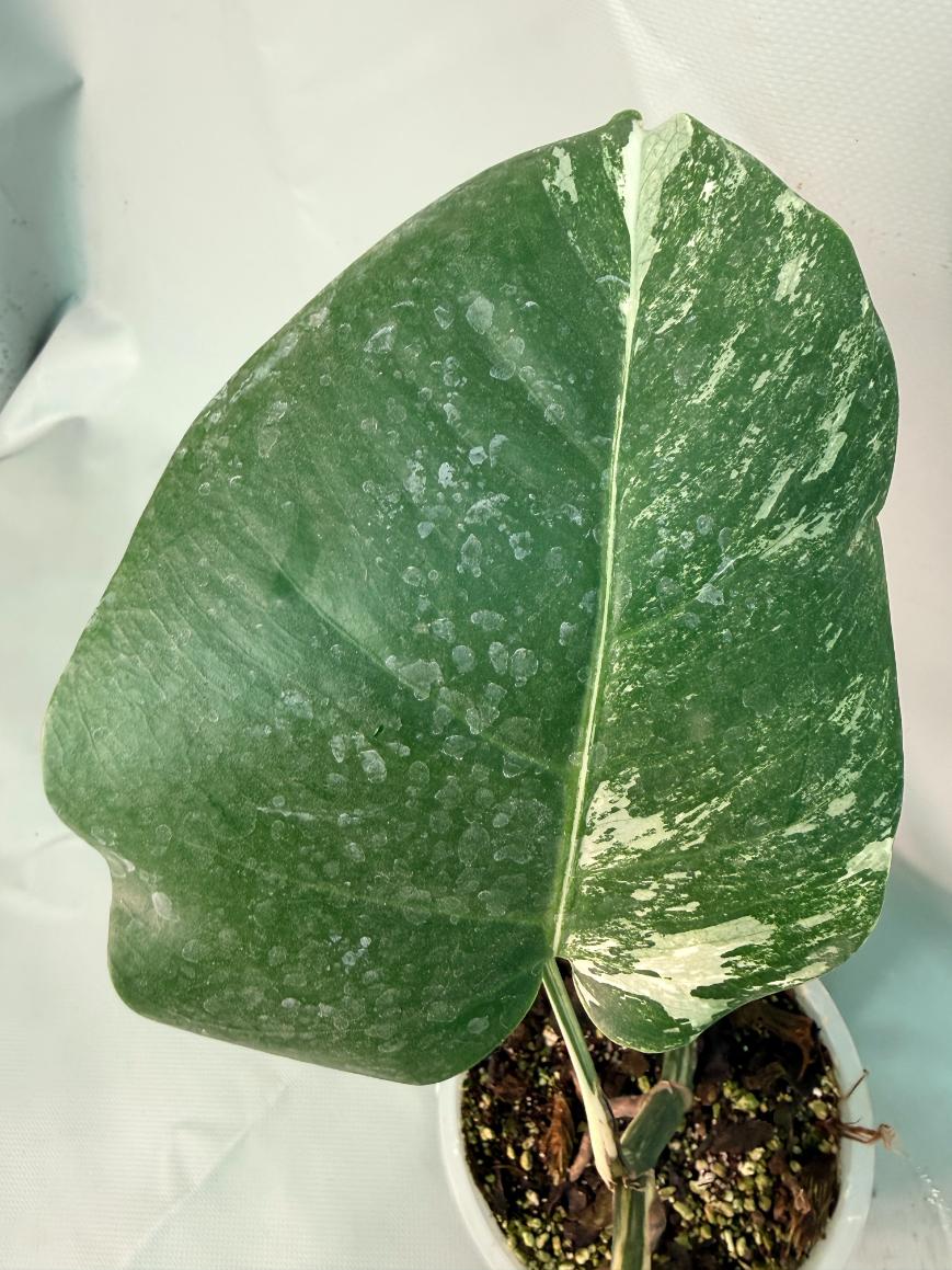 Monstera Albo Variegata 07