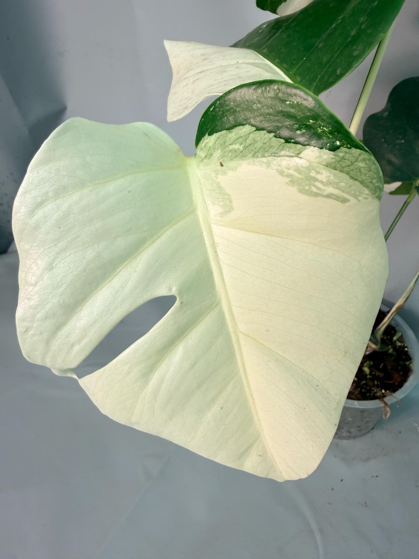 Monstera Albo Variegata 09