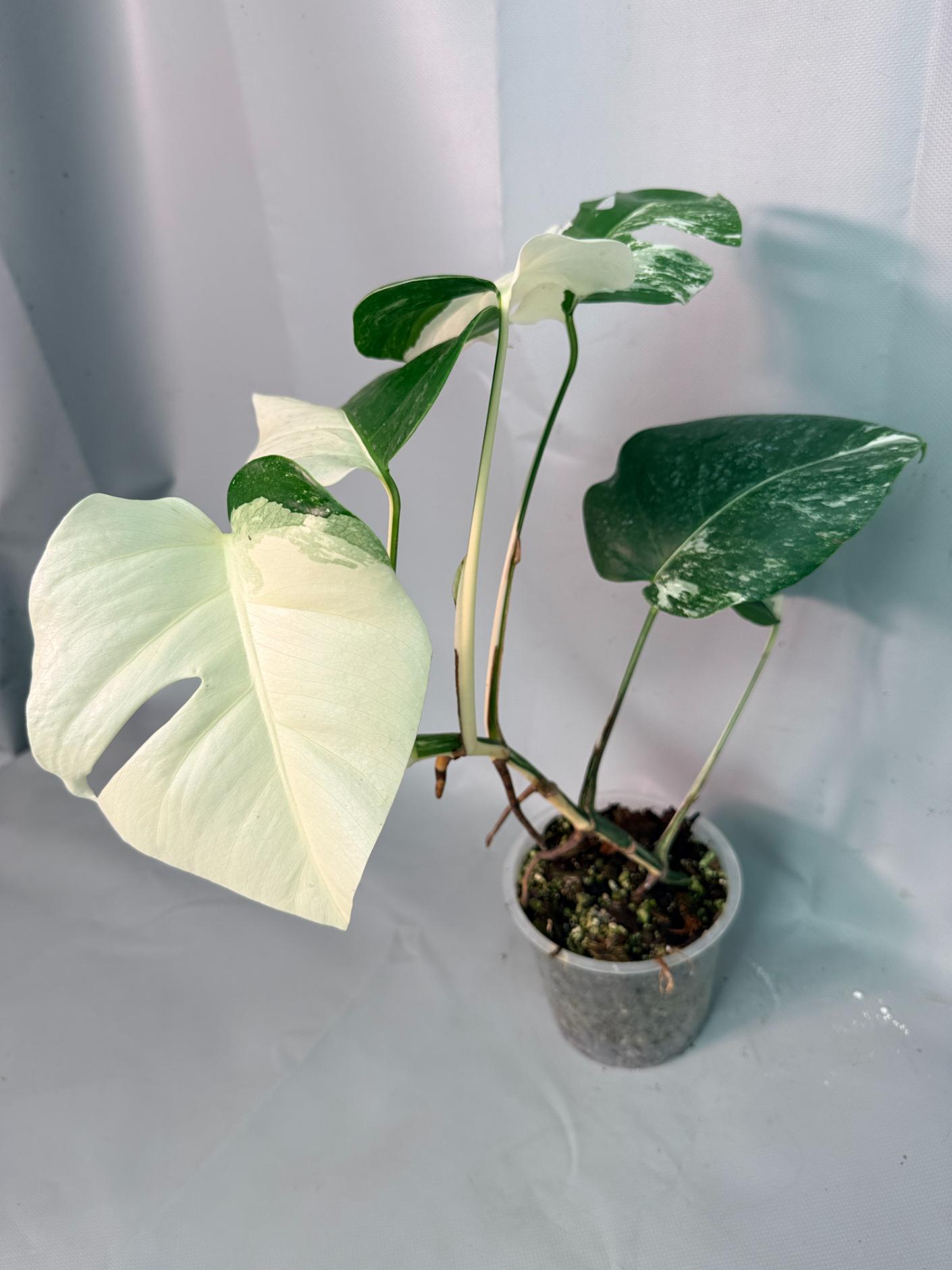 Monstera Albo Variegata 10
