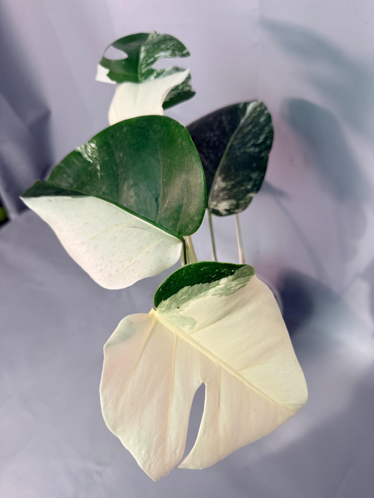 Monstera Albo Variegata 01
