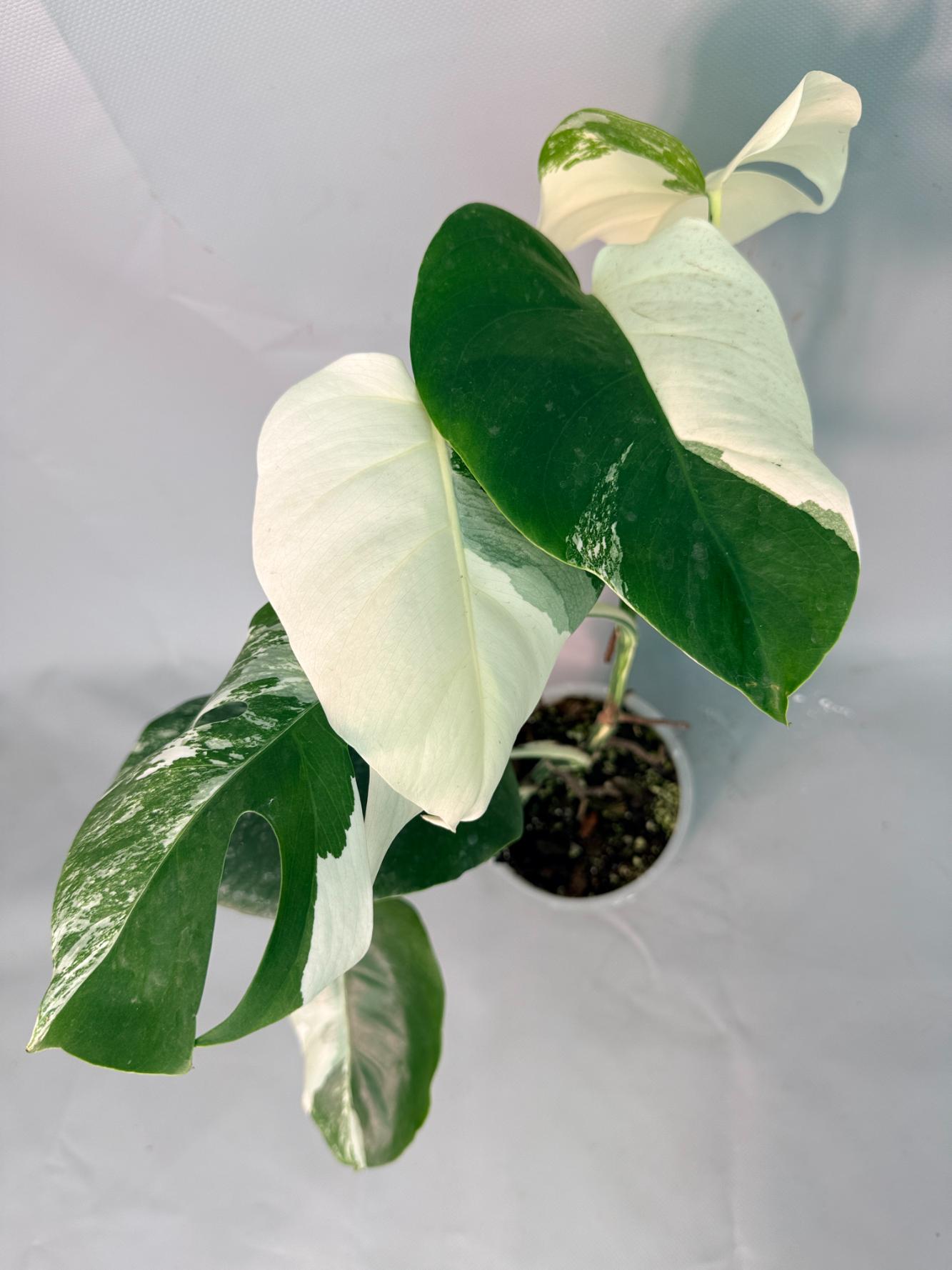 Monstera Albo Variegata 03
