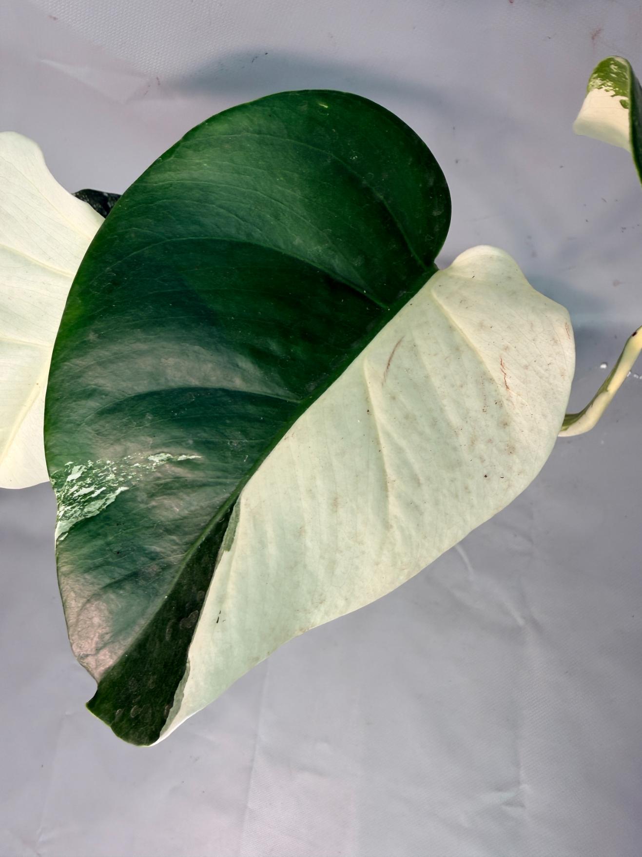Monstera Albo Variegata 04
