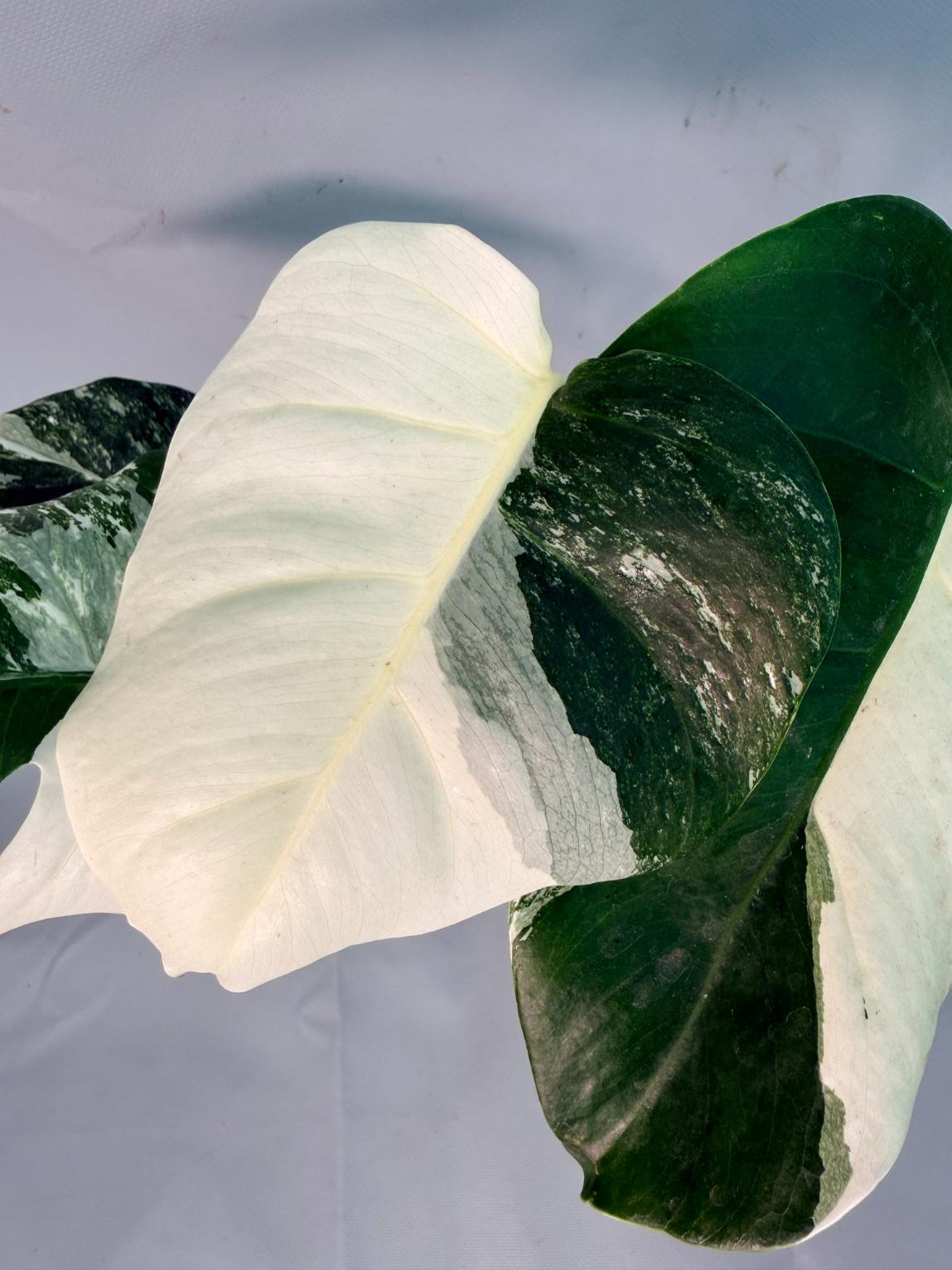 Monstera Albo Variegata 05