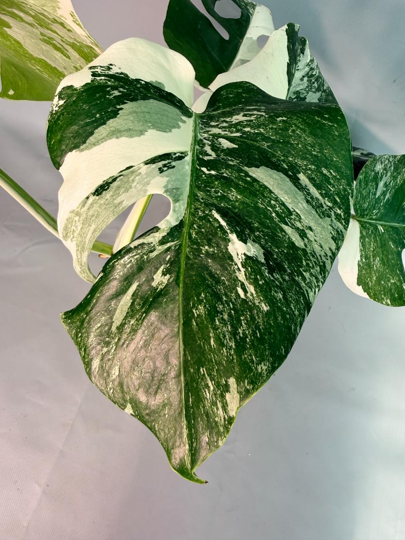 Monstera Albo Variegata 08