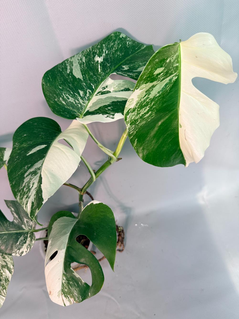 Monstera Albo Variegata 09