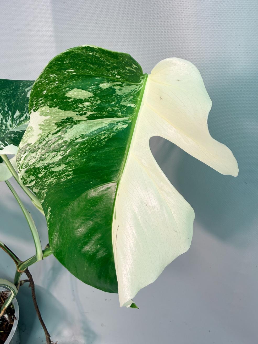 Monstera Albo Variegata 10