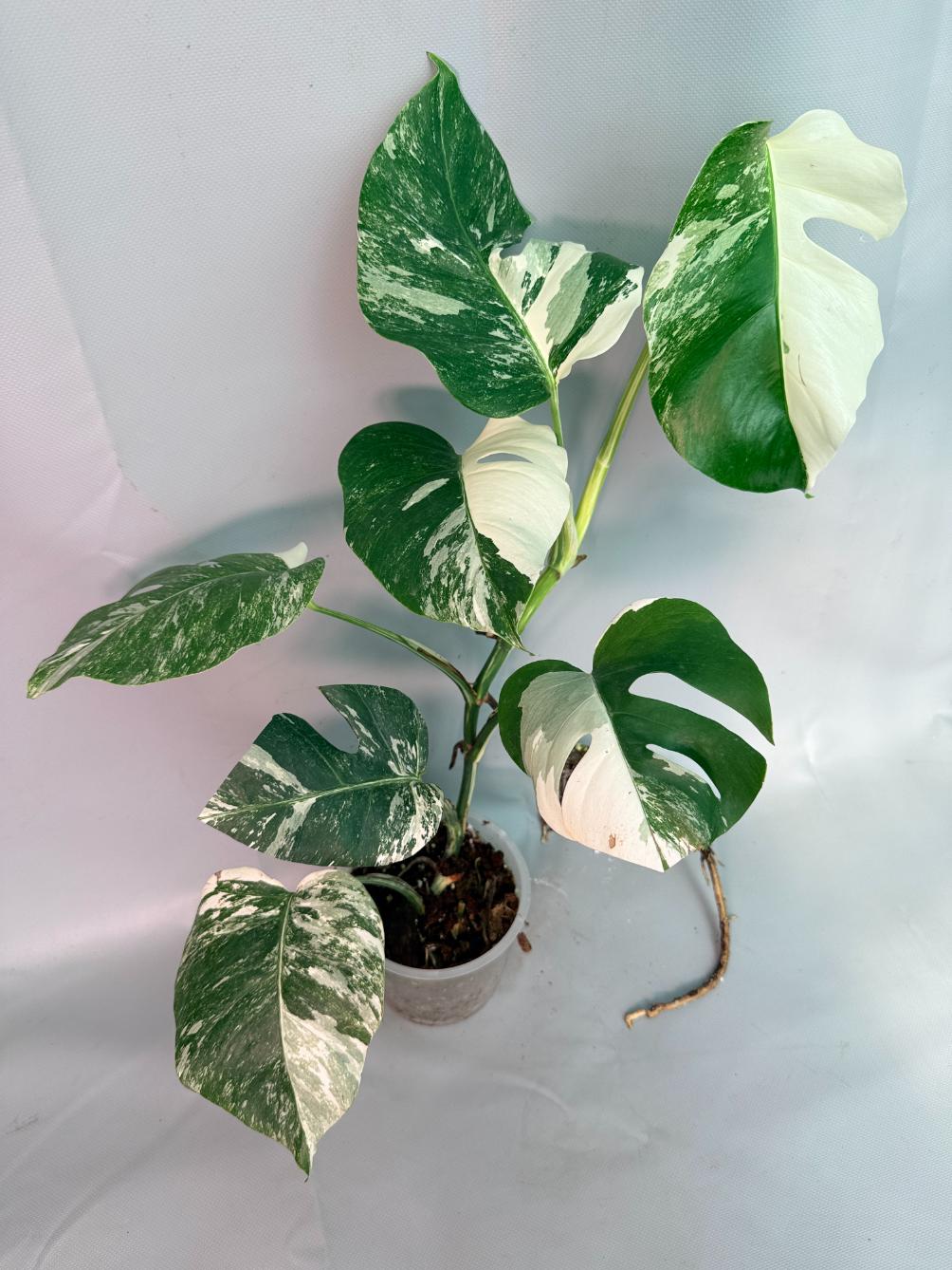 Monstera Albo Variegata 01
