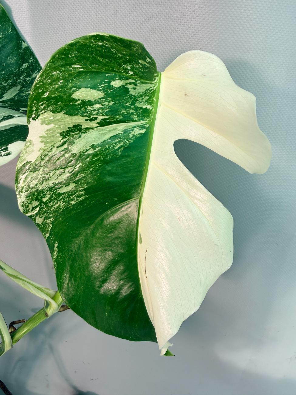 Monstera Albo Variegata 02