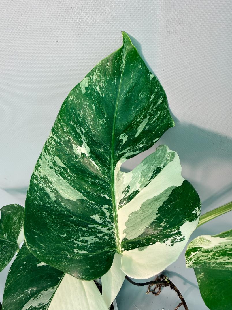 Monstera Albo Variegata 03