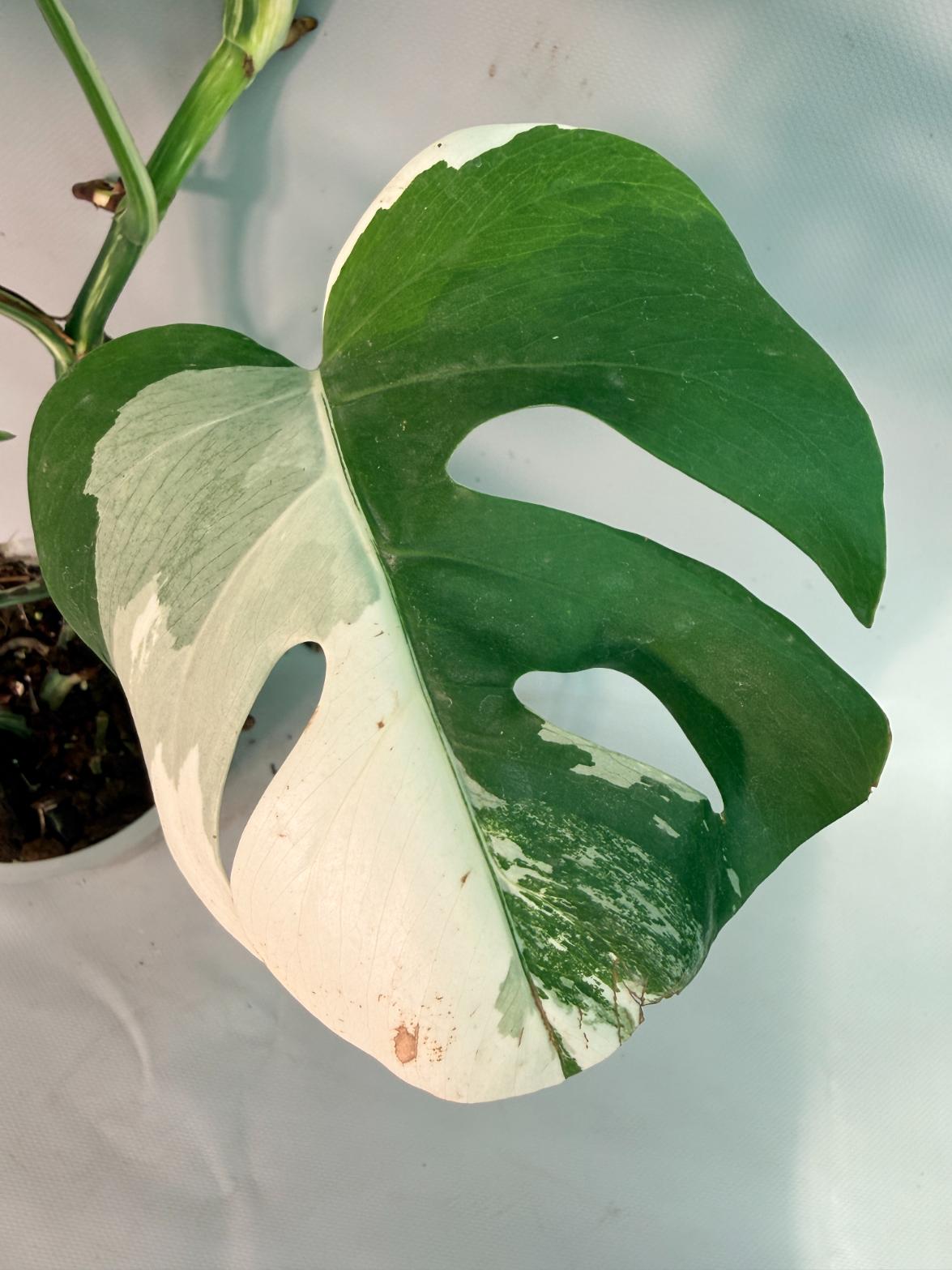 Monstera Albo Variegata 04