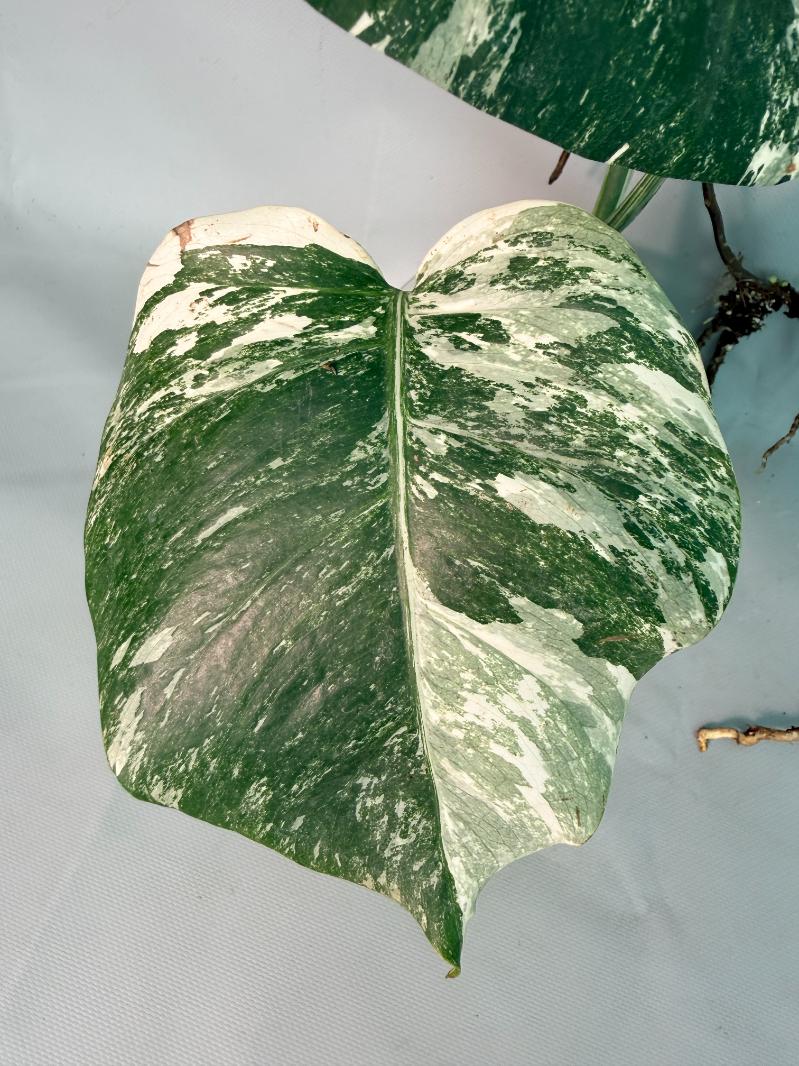 Monstera Albo Variegata 05