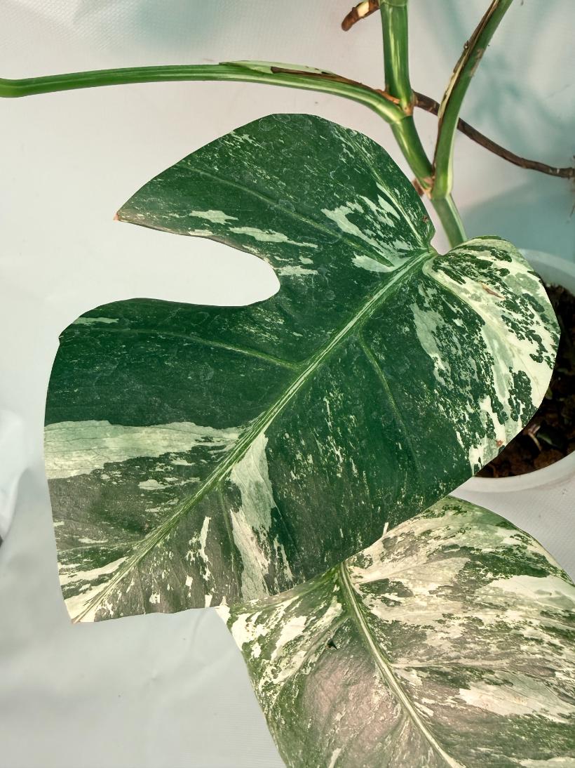 Monstera Albo Variegata 06