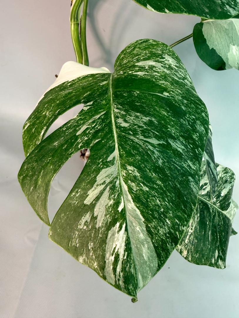 Monstera Albo Variegata 07